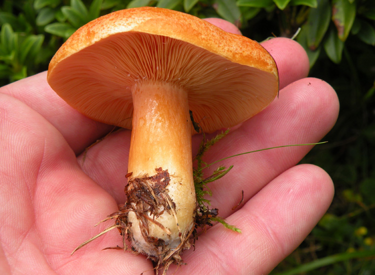 Lactarius porninsis?